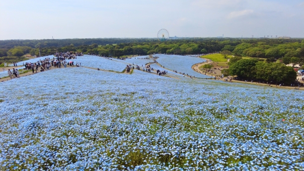 茨城県の地震保険請求サポートも対応｜地震保険請求サポート・申請代行なら【じしんほけんの専門家】